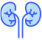 kidneys